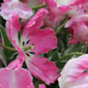 Meet your Posher, Kamelia